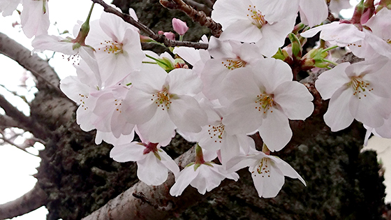 sakura