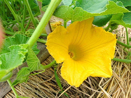 カボチャの花が咲きました せんねん灸