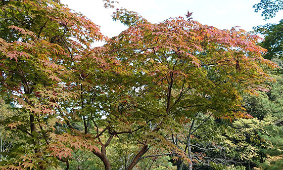 momiji