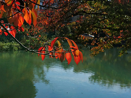 momiji