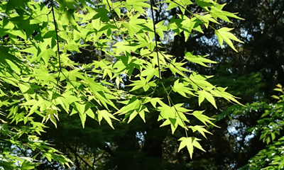 立夏 5/5~5/20