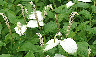 花 の よう に 激しく