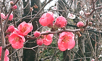 啓蟄 3/6~3/20