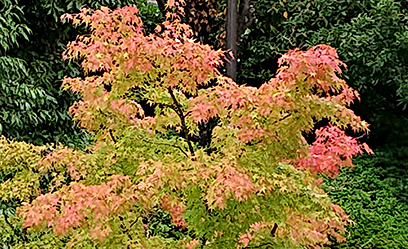 秋分 9/23~10/7