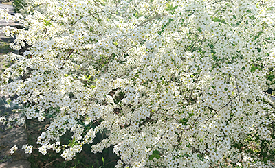 春分 3/20~4/3