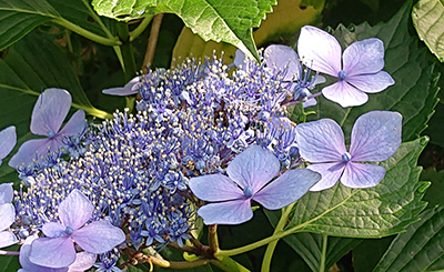 芒種 6/5~6/20