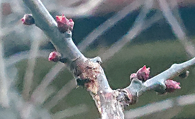 雨水 2/18~3/4