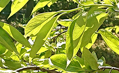 穀雨 4/20〜5/4