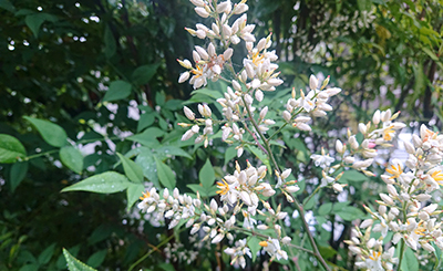 芒種 6/5~6/20