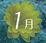 1月