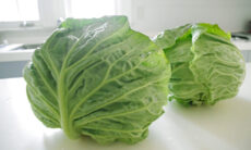 春キャベツ